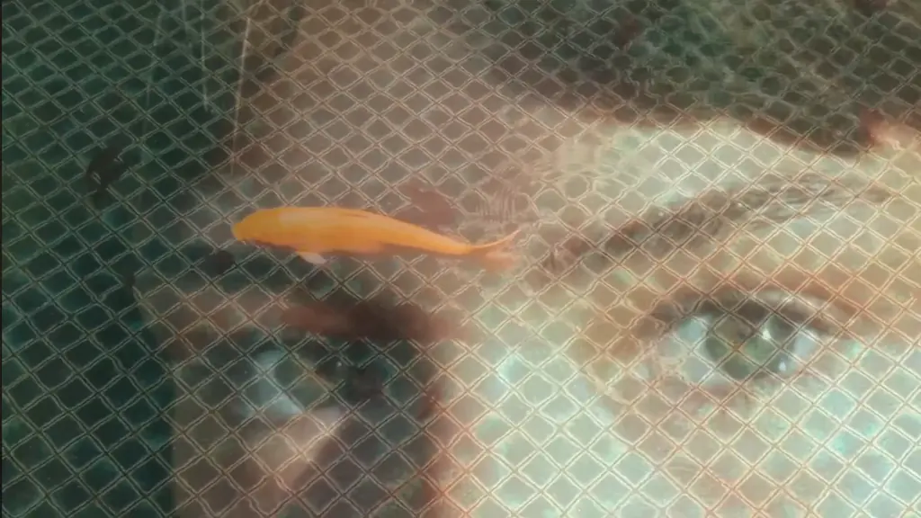 A woman’s face seen through rippling water, a golden koi fish swimming past